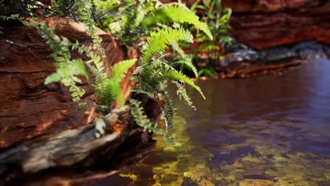 Tropischer-Goldener-Teich-Mit-Felsen-Und-Grünen-Pflanzen